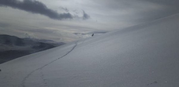 Уникальные фото снежного барса сделали на Алтае