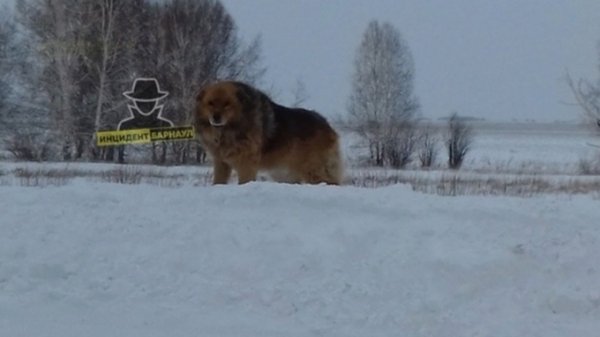 Хатико. Собака уже несколько дней ждет хозяина на обочине трассы в Алтайском крае