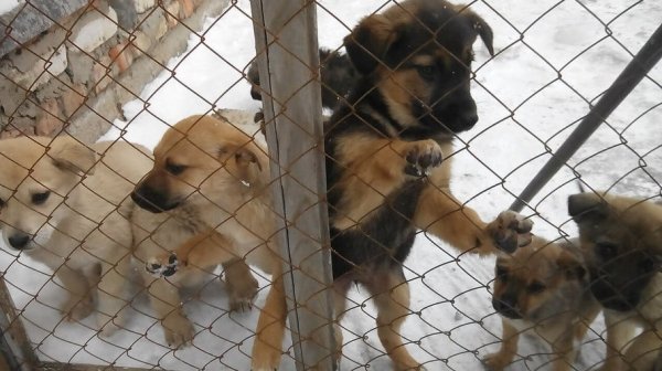 В Рубцовске закрывают единственный частный приют для бездомных собак