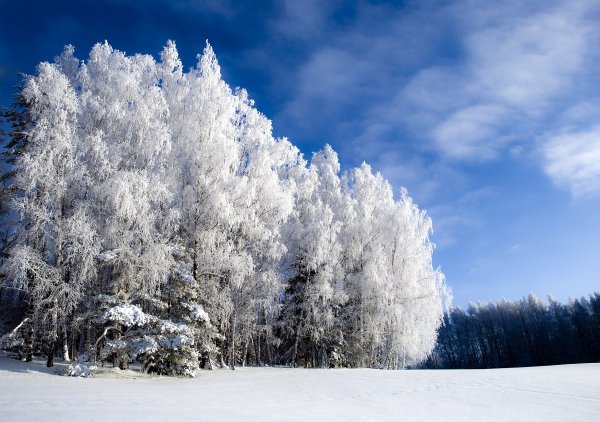 Погода 6 февраля в Алтайском крае: небольшой снег и до +6 градусов