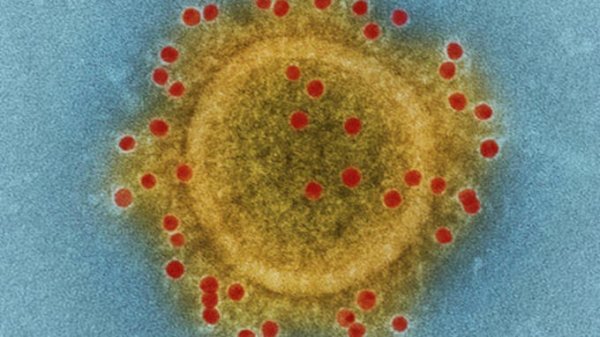 В Бийске распространяются ложные сообщения о зараженных коронавирусом