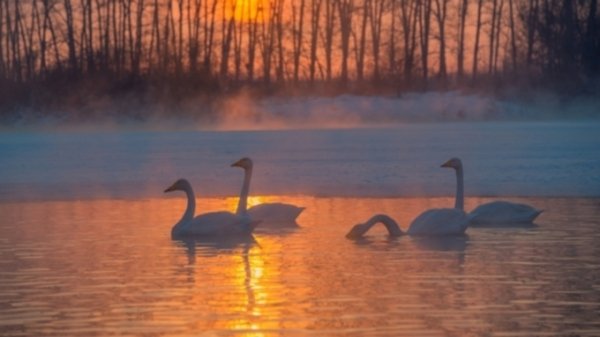 Лебединое озеро на Алтае вошло в рейтинг лучших мест для наблюдения за птицами