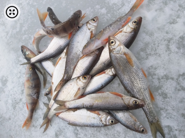 «Поклёвок очень много»: подборка улова алтайских рыбаков