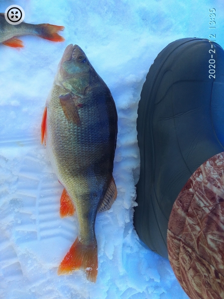 Рыба есть, ловить надо уметь: подборка улова алтайских рыбаков