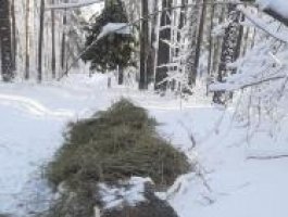 В Алтайском крае лесники подкармливают зверей вениками и солью (фото)
