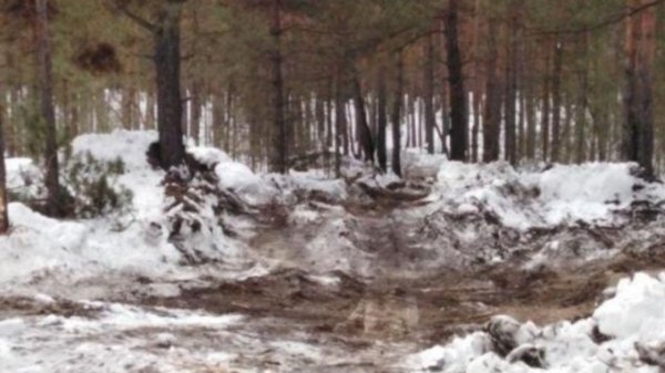 "Зимой, среди бела дня". Жительница Барнаула бьет тревогу из-за вырубки леса