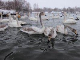 Алтайские лебеди-кликуны готовятся к отлету (фото)