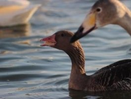 Алтайские лебеди-кликуны готовятся к отлету (фото)