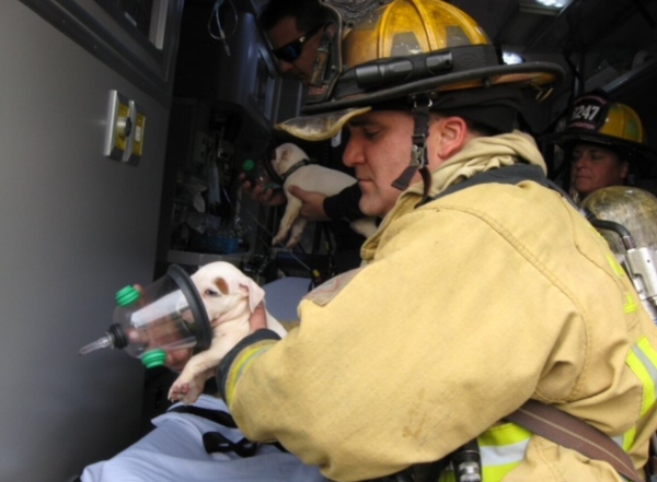 Фото: животные спасенные пожарными