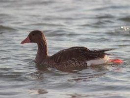 Алтайские лебеди-кликуны готовятся к отлету (фото)