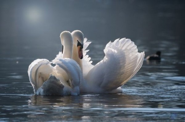 Сезон зимовки лебедей на алтайском озере продлится до апреля