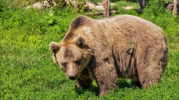 Заблудившихся на Кубани алтайских туристов пришлось пугать медведями