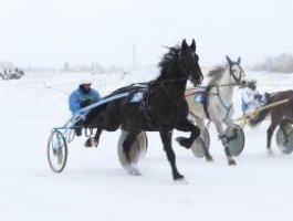 На ипподроме прошли лошадиные скачки (фото)