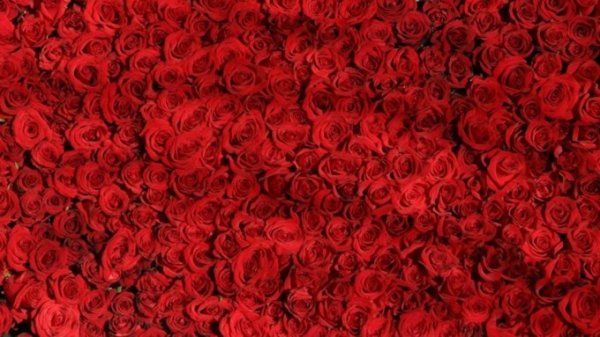Кто-то останется без праздника. 45 тысяч опасных роз не пустили в Алтайский край