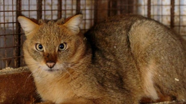 Камышовых котят покажут посетителям барнаульского зоопарка не раньше мая