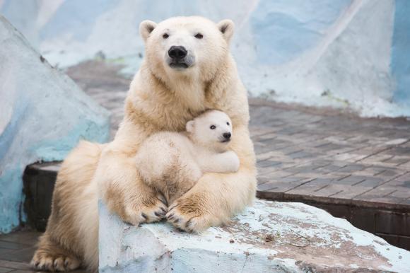 В барнаульском зоопарке могут поселиться белые медведи