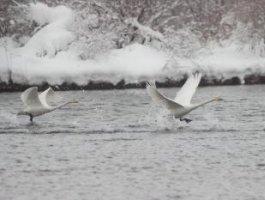 Алтайские лебеди-кликуны готовятся к отлету (фото)