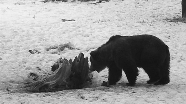 Медведи просыпаются на Алтае