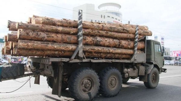 Лазейка в законе: в Алтайском крае выявили вывоз лесоматериалов за границу