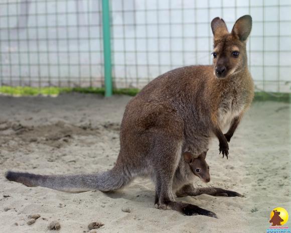 В барнаульском зоопарке мамой стала кенгуру Чаки (видео)