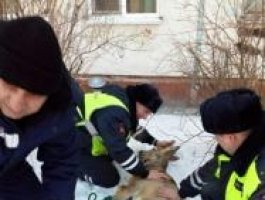 В Рубцовск забрели две раненые косули (фото)
