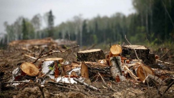 Своим расплатился за чужое. Бывшего начальника лесничества осудили в Алтайском крае