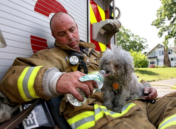Фото: животные спасенные пожарными