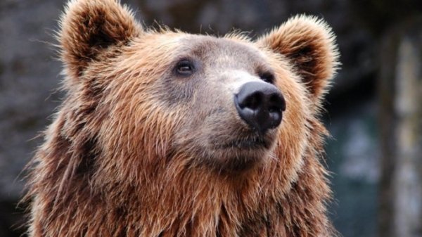 Жителей Подмосковья предупредили об угрозе встречи с медведем