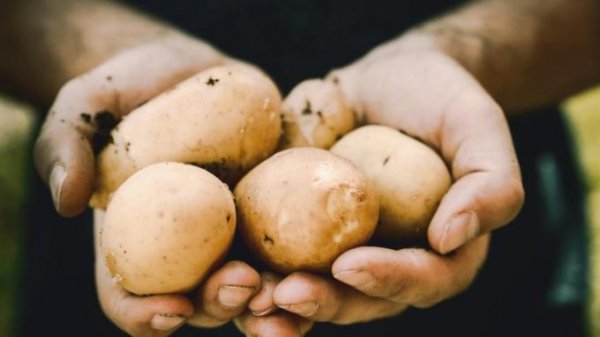 Диетолог рассказала о пользе молодого картофеля для здоровья