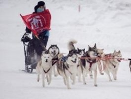 На ипподроме прошли лошадиные скачки (фото)