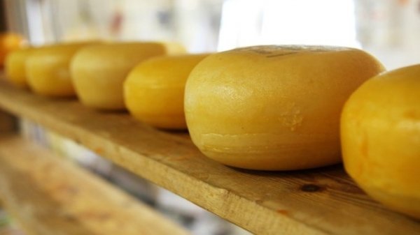 Сыр с пантами марала придумали в Алтайском крае