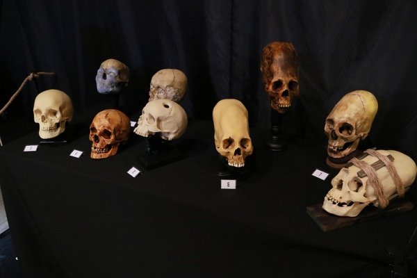 Черепа с рогами и египетская мумия: в Барнауле работает жуткая выставка