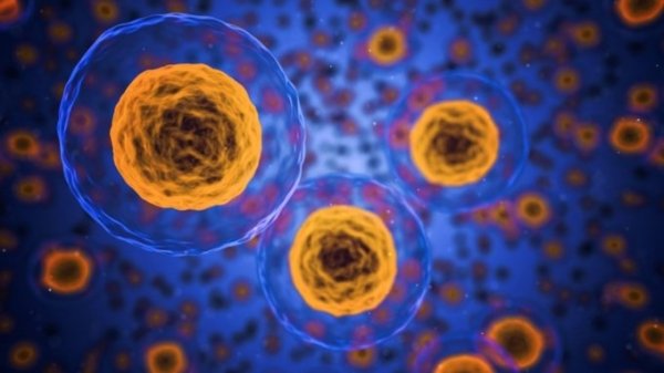 Ученые впервые смогли омолодить клетки человека