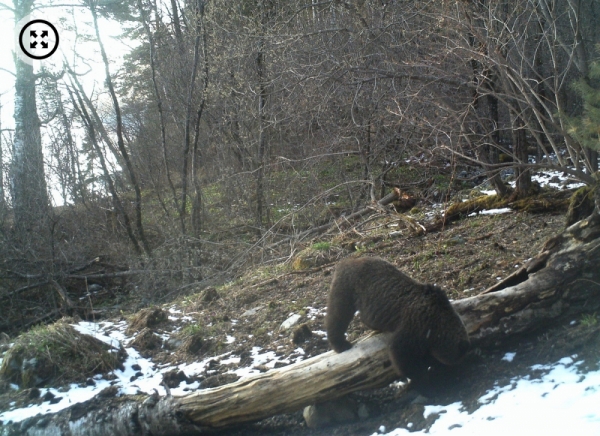 Осторожнее в лесу: медведи на Алтае проснулись раньше, чем обычно