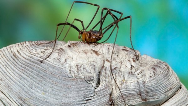 На Алтае впервые обнаружили редчайший вид паука