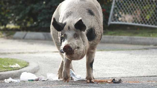 На Алтае свиньи едва не загрызли 4-летнюю девочку