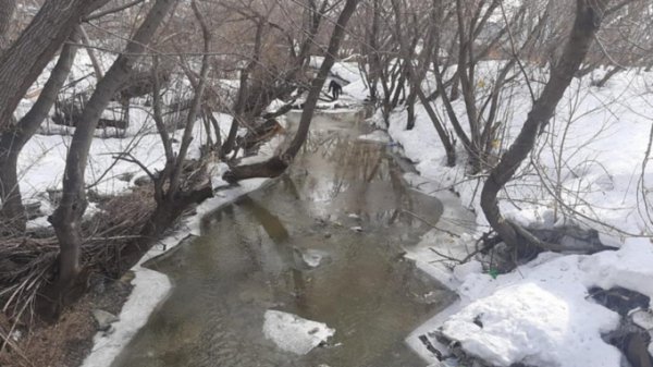 Затор из деревьев и мусора расчистили на реке Пивоварке в Барнауле