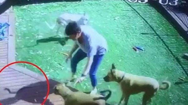 Жительница Австралии спасла от смертоносной змеи трех собак