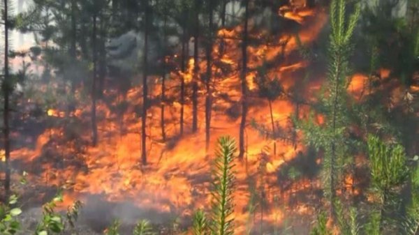 Пожароопасный сезон начался в 15 регионах России