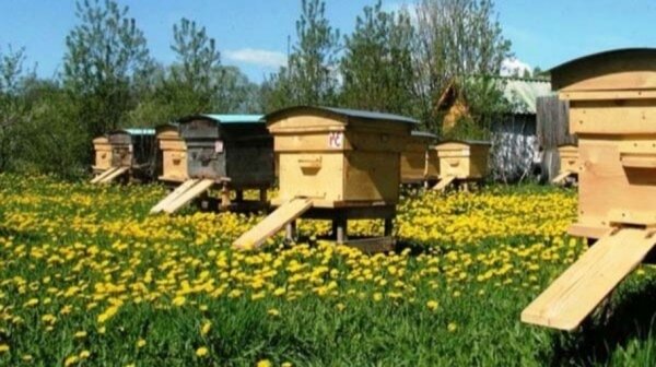Новое приложение для безопасности пчел создадут в Алтайском крае
