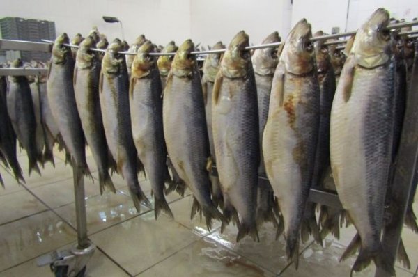 На Алтае уничтожили 200 кг опасных продуктов из мяса и рыбы