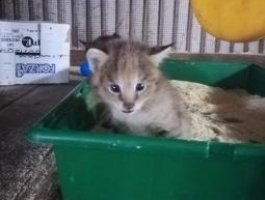 Камышовые котята уже показали носики из домика (фото)