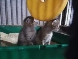Камышовые котята уже показали носики из домика (фото)