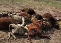 Чиновники от ветеринарии прокомментировали резонансное видео с заваленного коровами алтайского скотомогильника