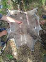 В Республике Алтай возбудили уголовное дело о незаконной охоте на козерогов в нацпарке
