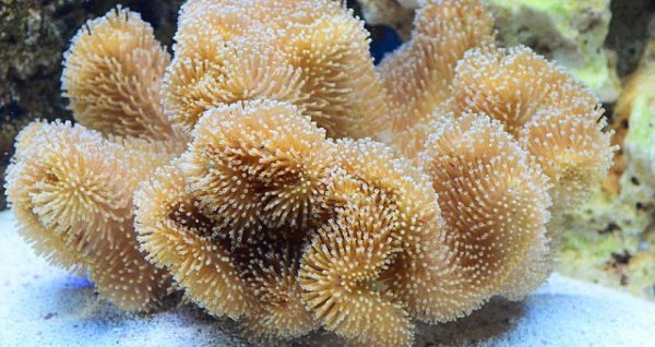 Учёные нашли на дне Тихого океана самый широкий в мире коралл. Ему 400 лет