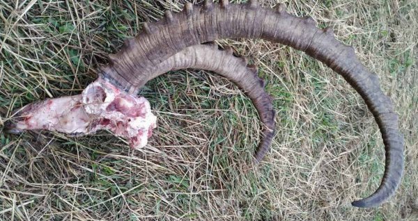 На Алтае незаконно убили горного козла