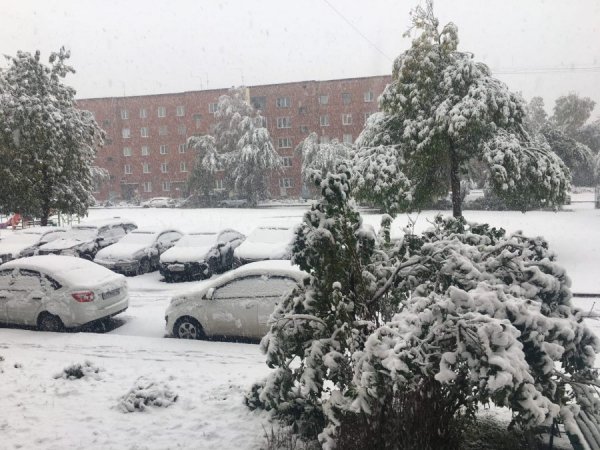 Сильный снегопад повалил сотни деревьев в Кемерове (фото и видео)