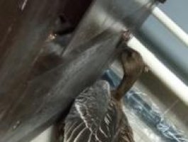 Алтайский охотник спас подстреленных краснокнижных гусей