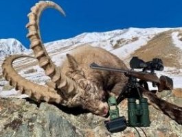 Фото охотников с убитым козерогом вызвало гнев жителей Алтая